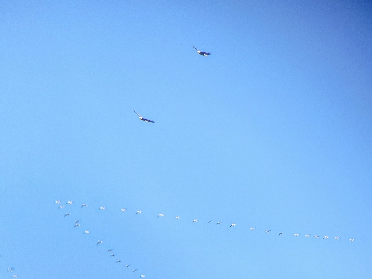 Bald Eagle - ML515495221