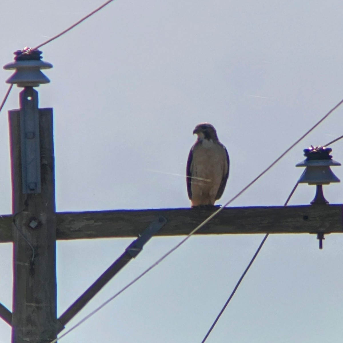 Red-tailed Hawk - ML515495251