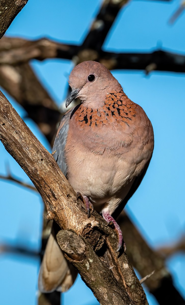 Laughing Dove - ML515495781