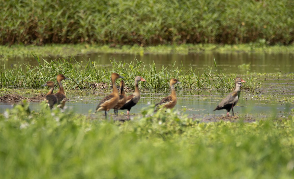 Fulvous Whistling-Duck - ML515495911