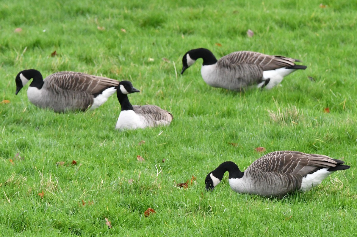 Canada Goose - ML515497811