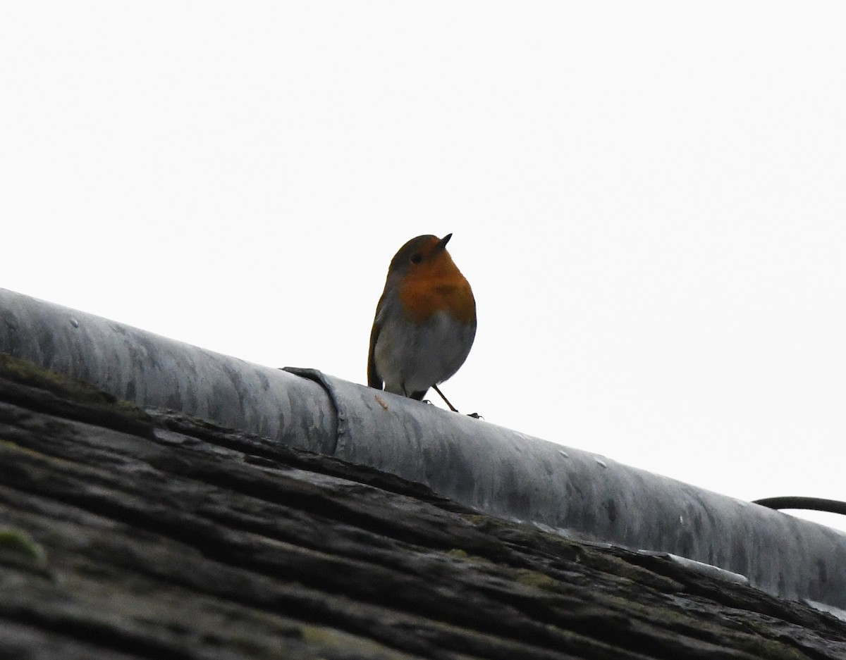 European Robin - A Emmerson