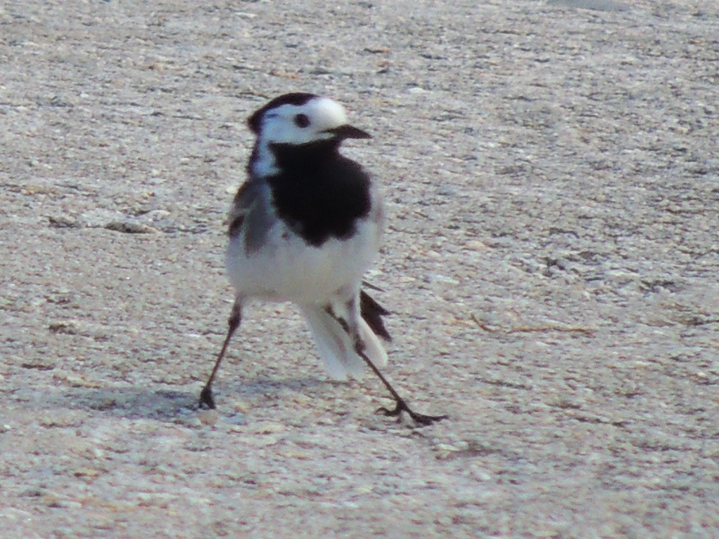 Lavandera Blanca - ML51549801