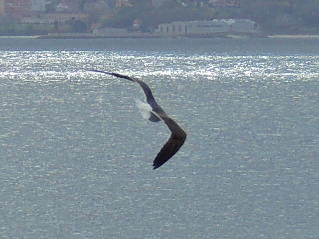 Gaviota Sombría - ML51549871