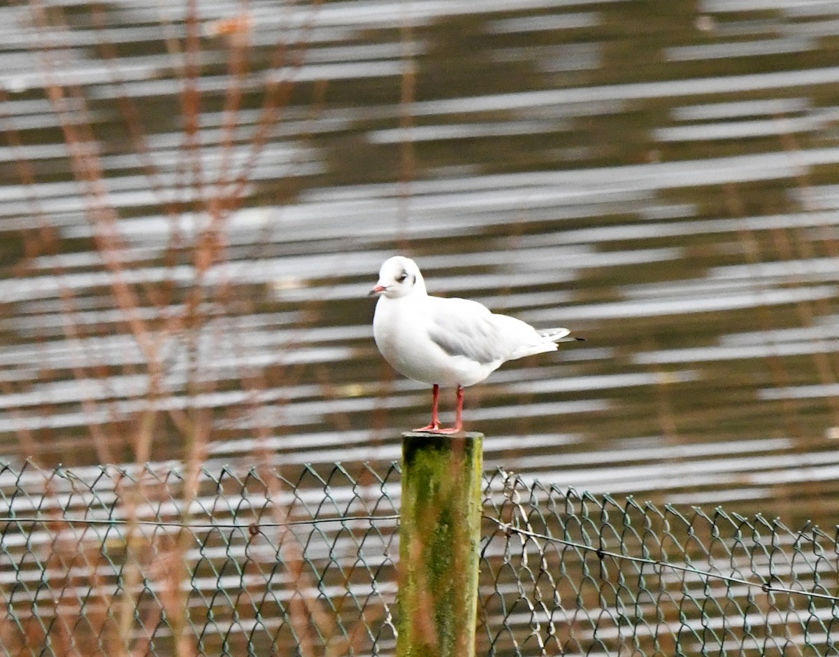 Mouette rieuse - ML515498811