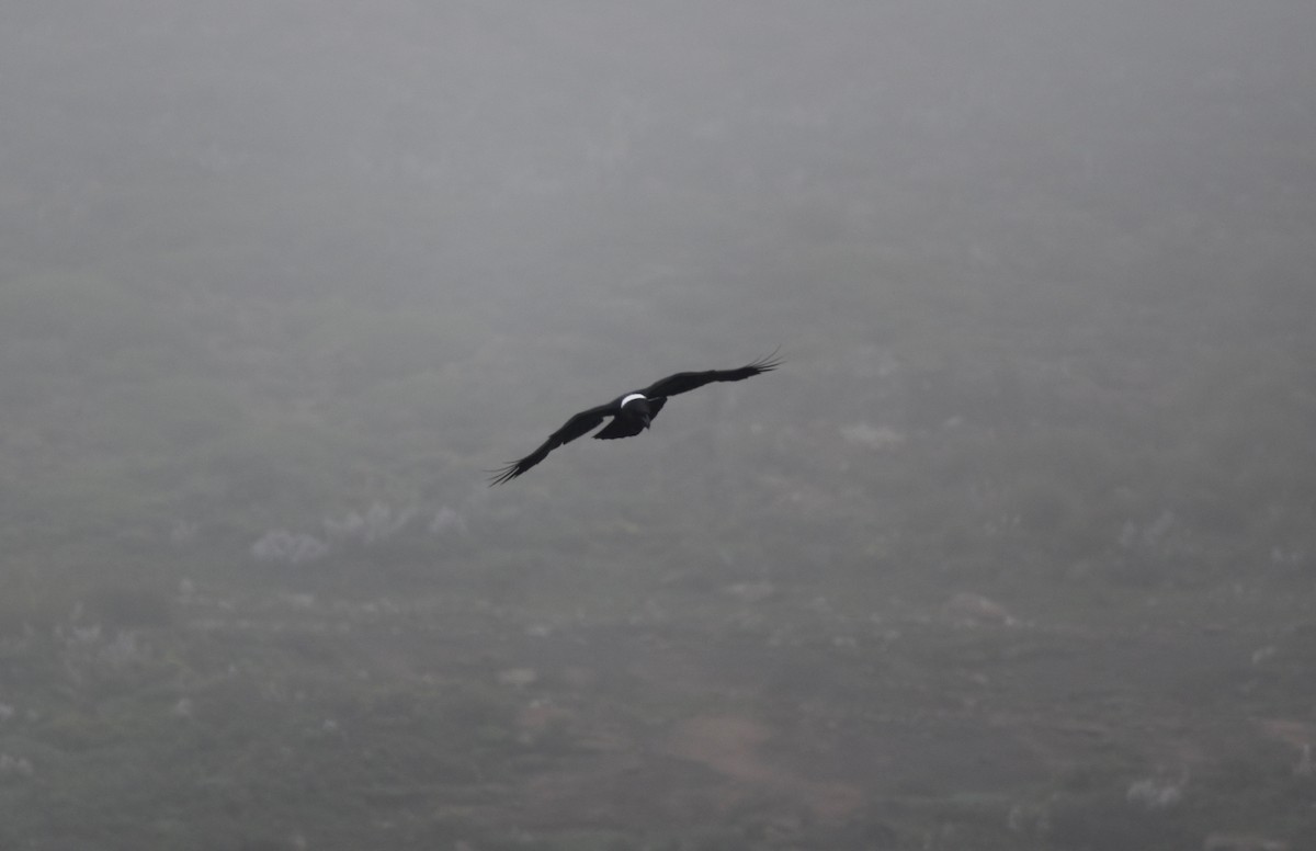 White-necked Raven - ML515498901
