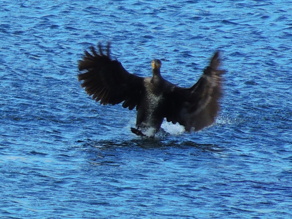 Cormorán Grande - ML51549911