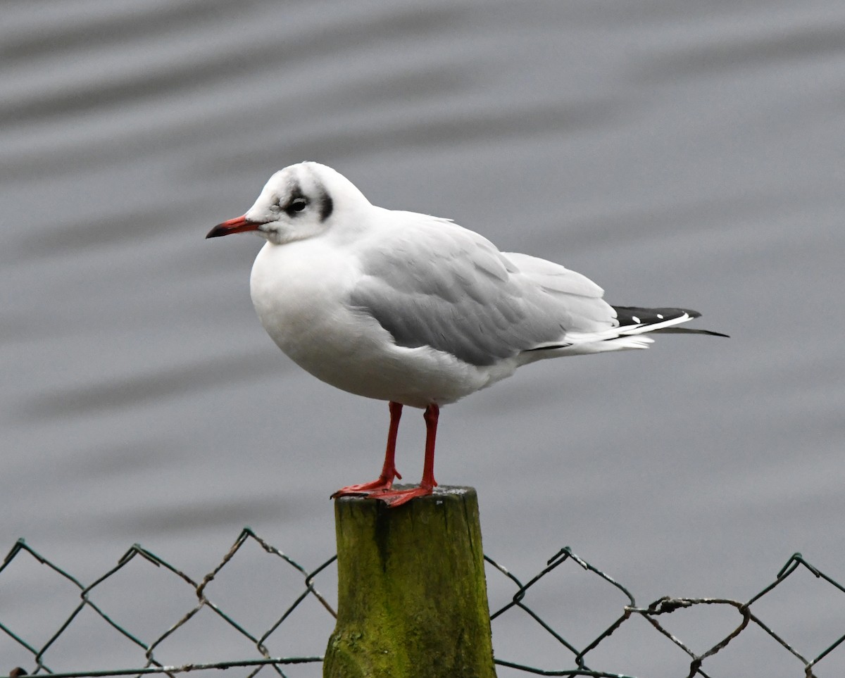 Mouette rieuse - ML515499201