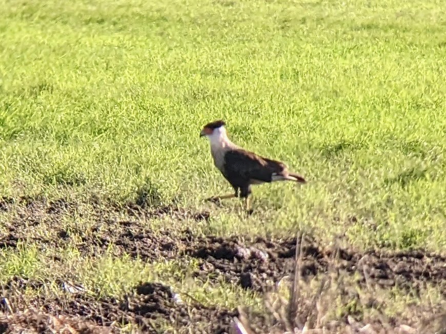 Crested Caracara - ML515499231