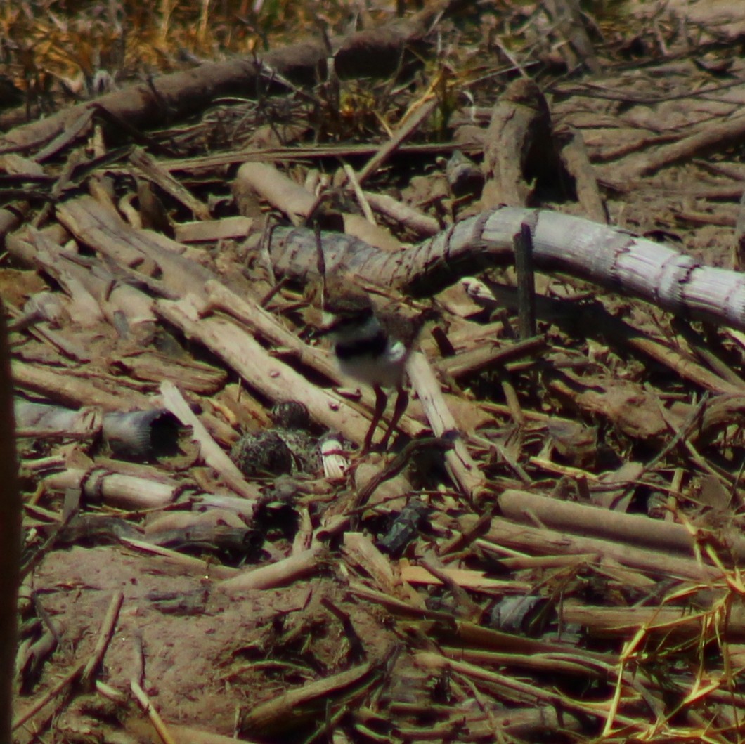 Killdeer - Camilo Vilches Díaz