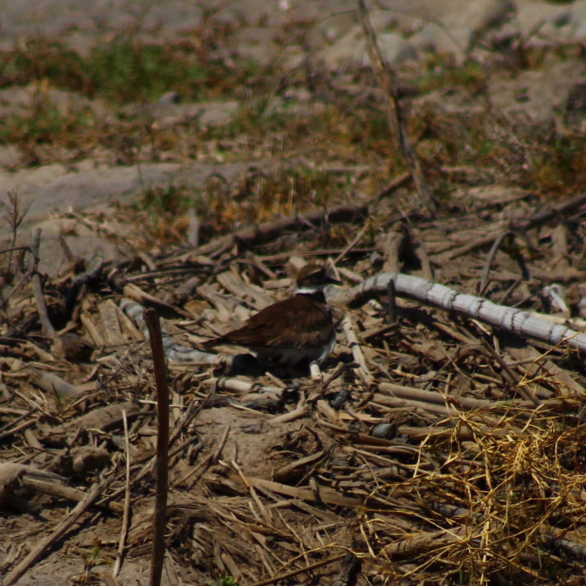 Killdeer - Camilo Vilches Díaz