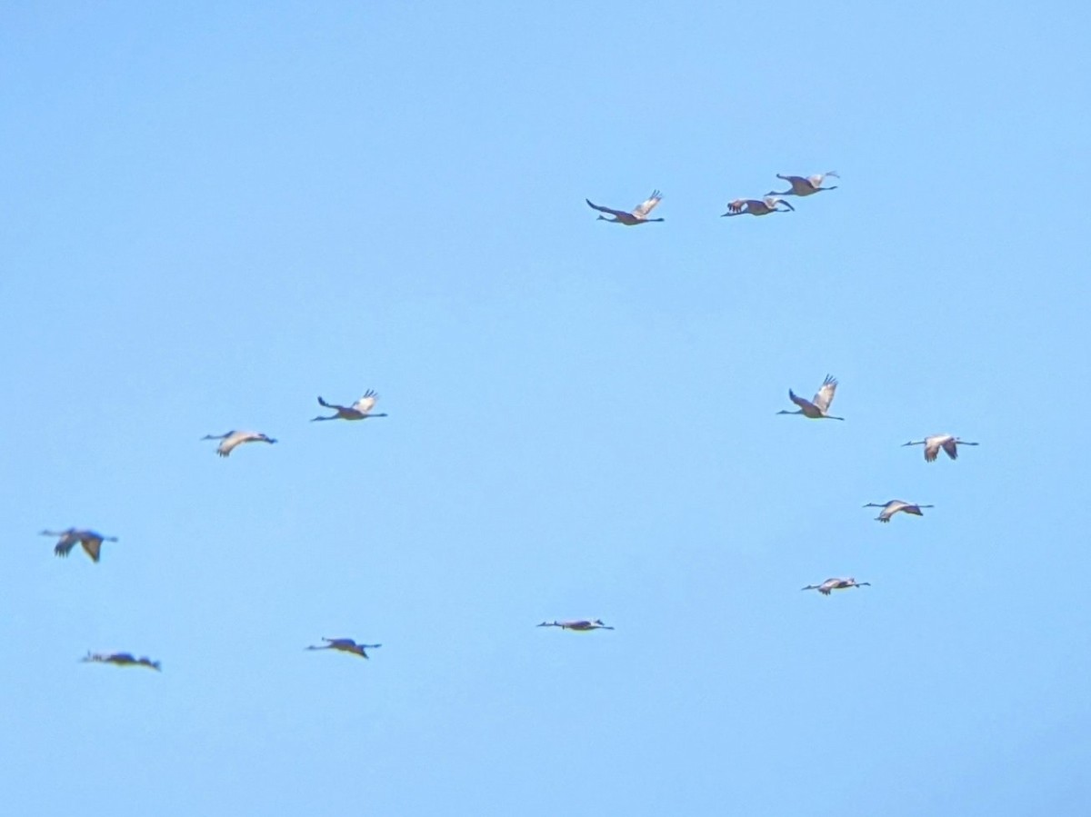 Sandhill Crane - ML515499371