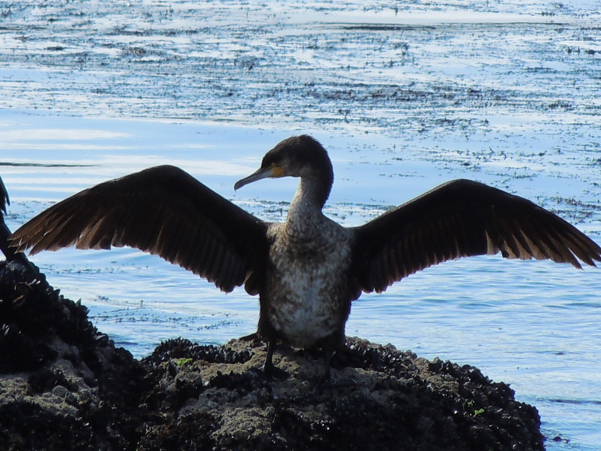 Cormorán Grande - ML51549941