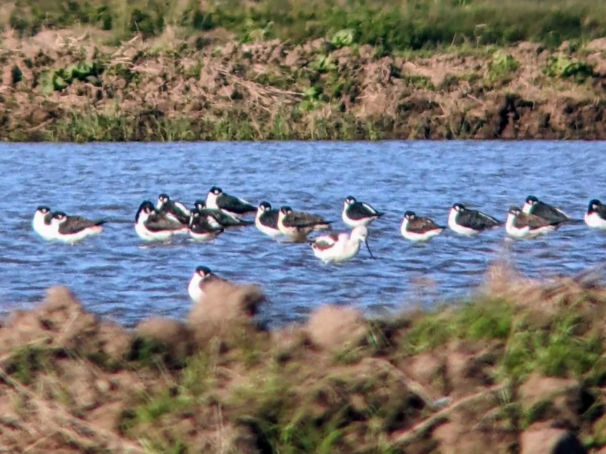 Black-necked Stilt - ML515499511