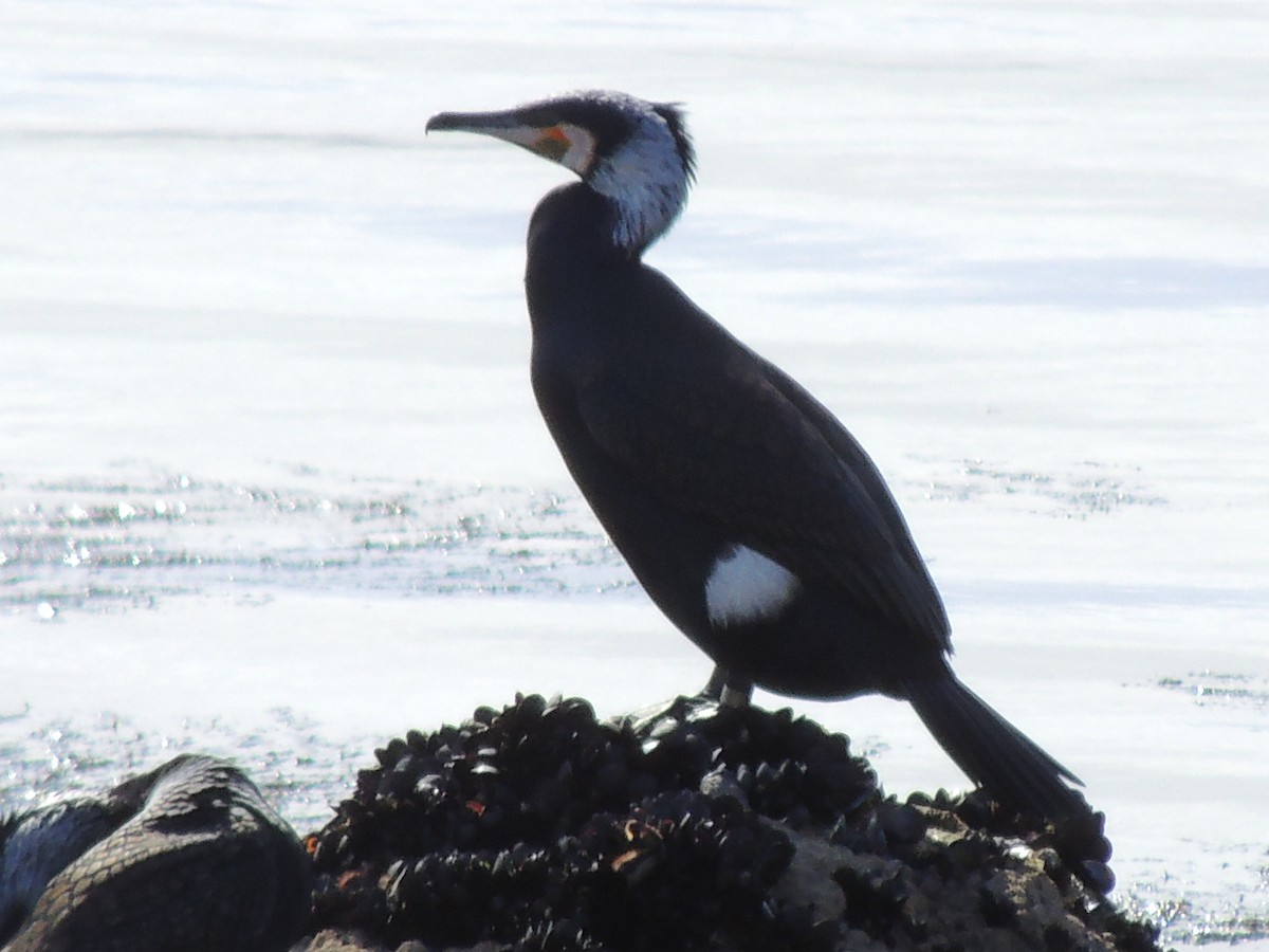 Cormorán Grande - ML51549961
