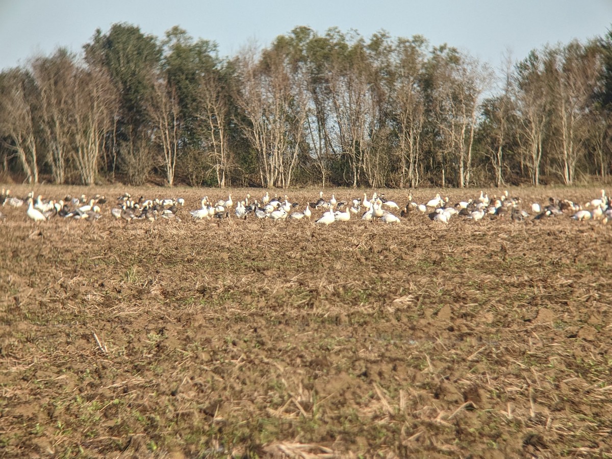 Snow Goose - ML515499731