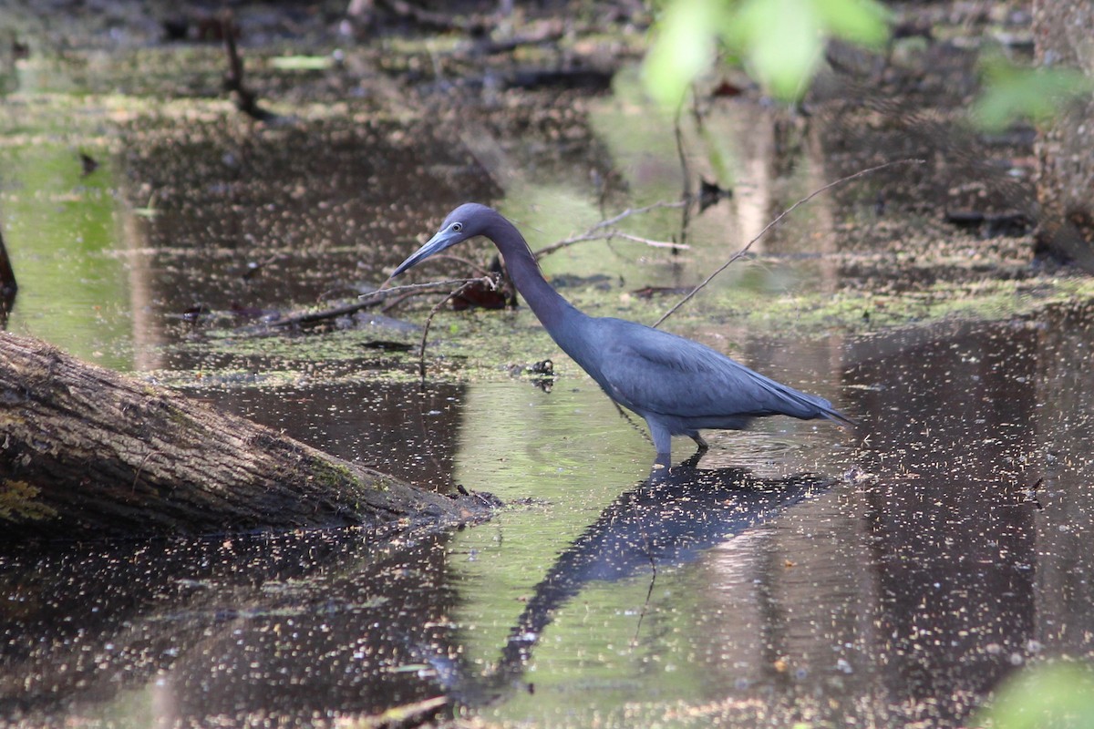 Little Blue Heron - Oscar Johnson