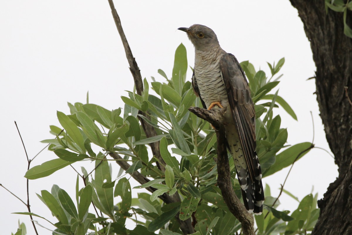 African Cuckoo - Matt Vogel