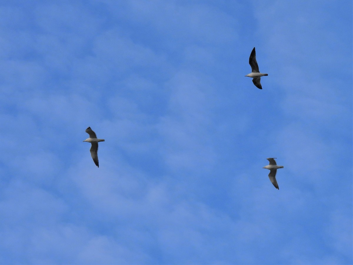 Lesser Black-backed Gull (intermedius) - Joren van Schie