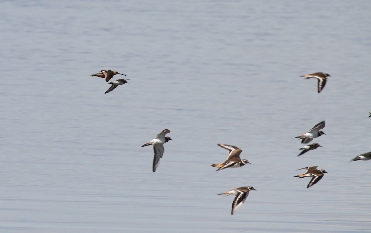 Long-billed Dowitcher - ML515507901