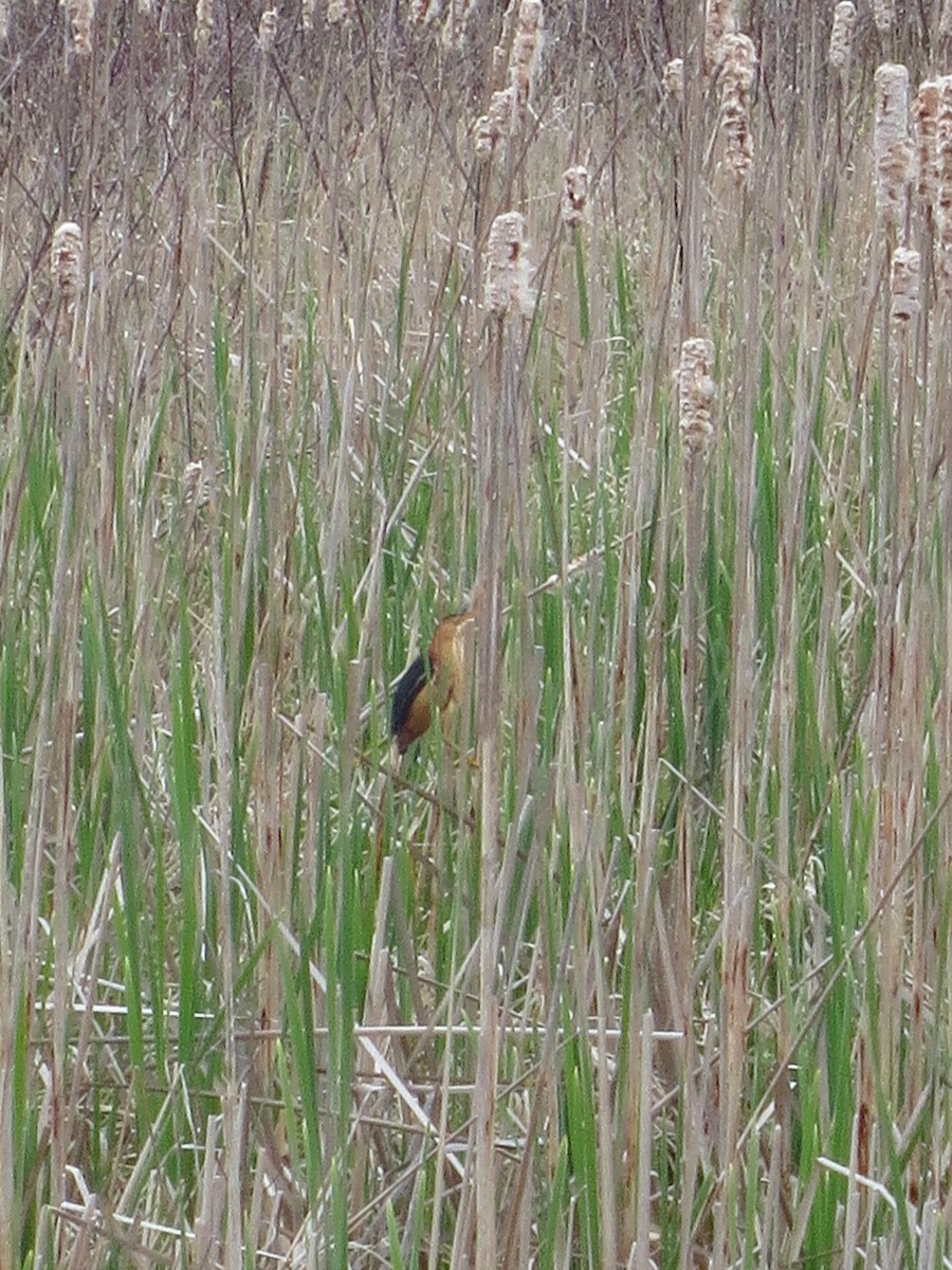 Least Bittern - Gabriel McMurren