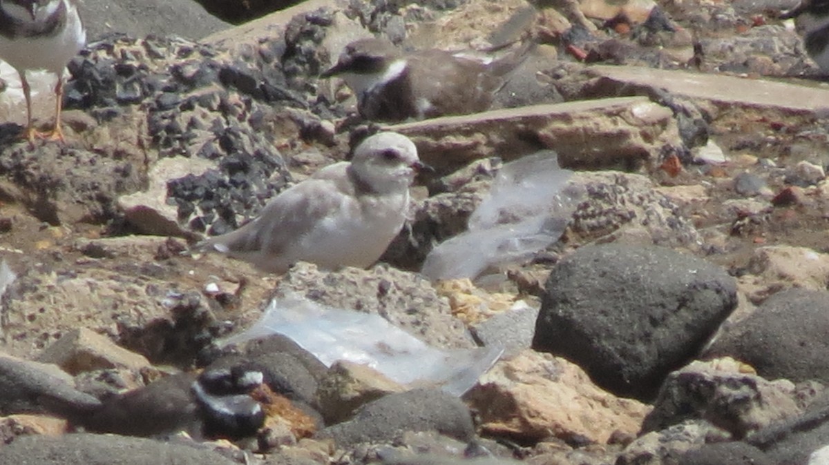 Common Ringed Plover - ML51550801