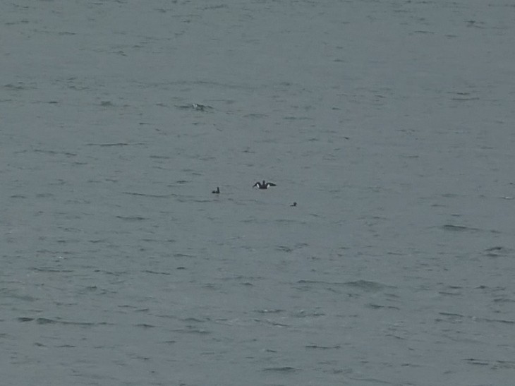 Velvet Scoter - ML515508201