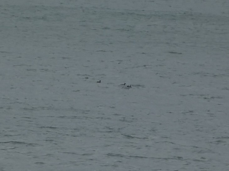 Velvet Scoter - ML515508301