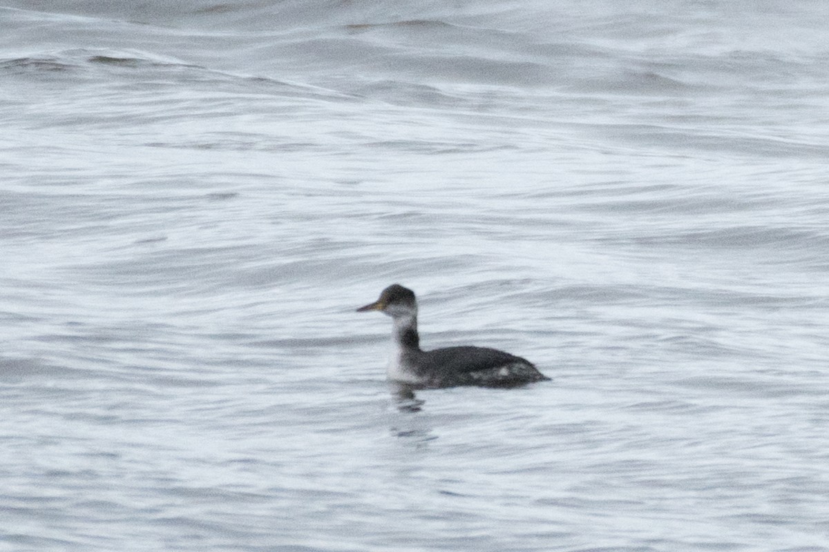 Red-necked Grebe - ML515508631