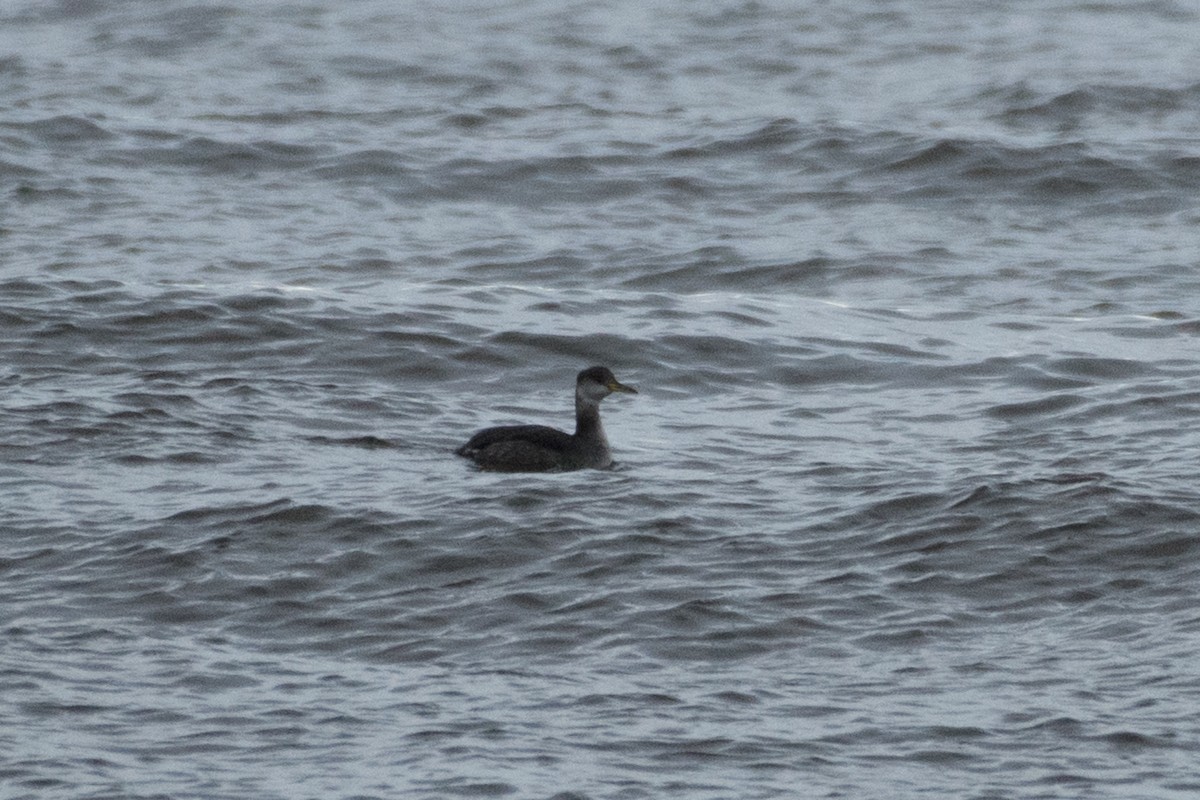 Red-necked Grebe - ML515508651