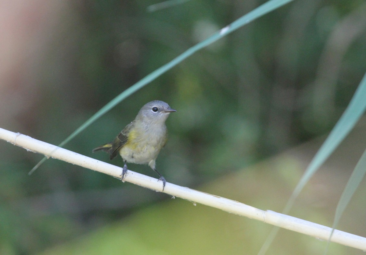 American Redstart - ML515510001