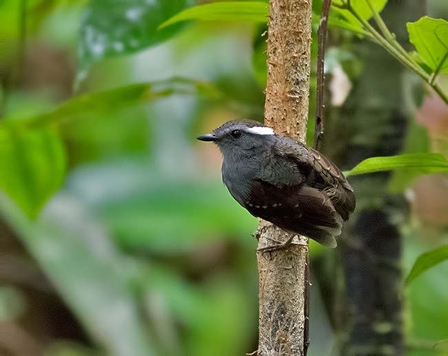 Ash-throated Gnateater - Sam Woods