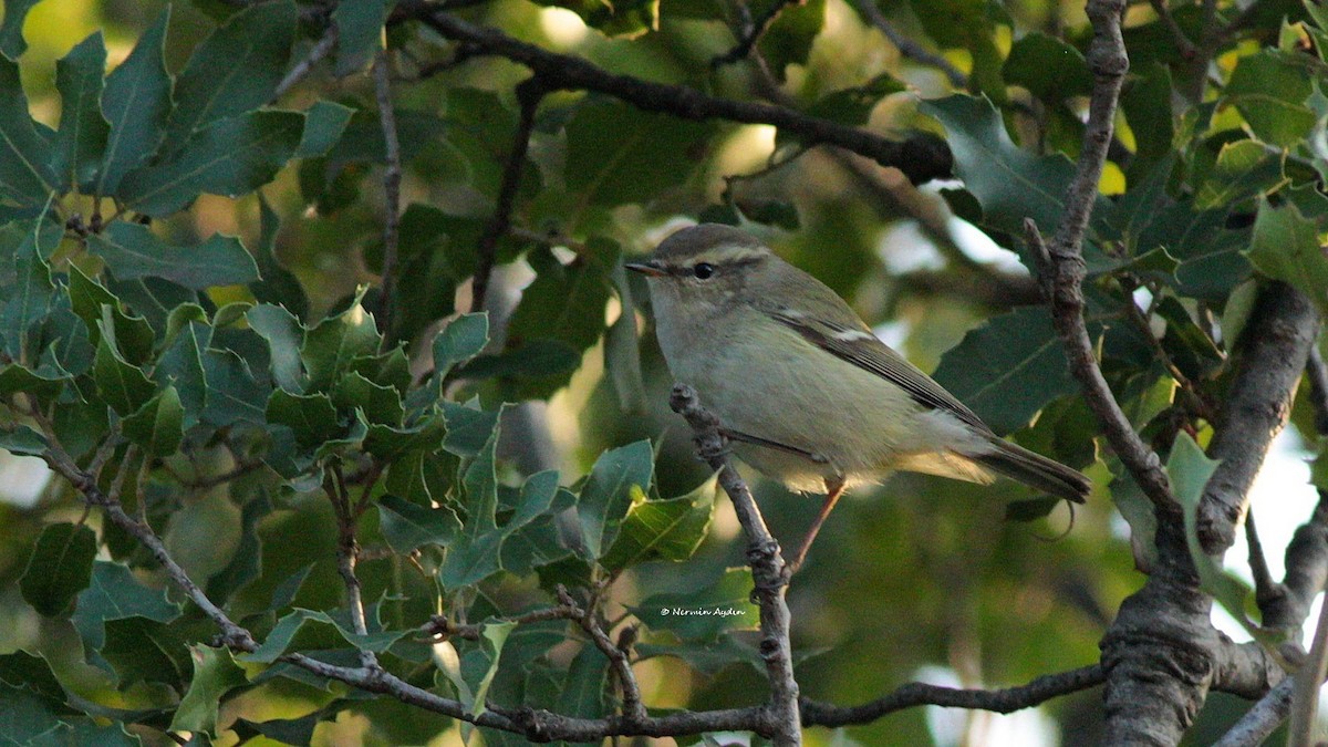 Hume's Warbler - ML515512541