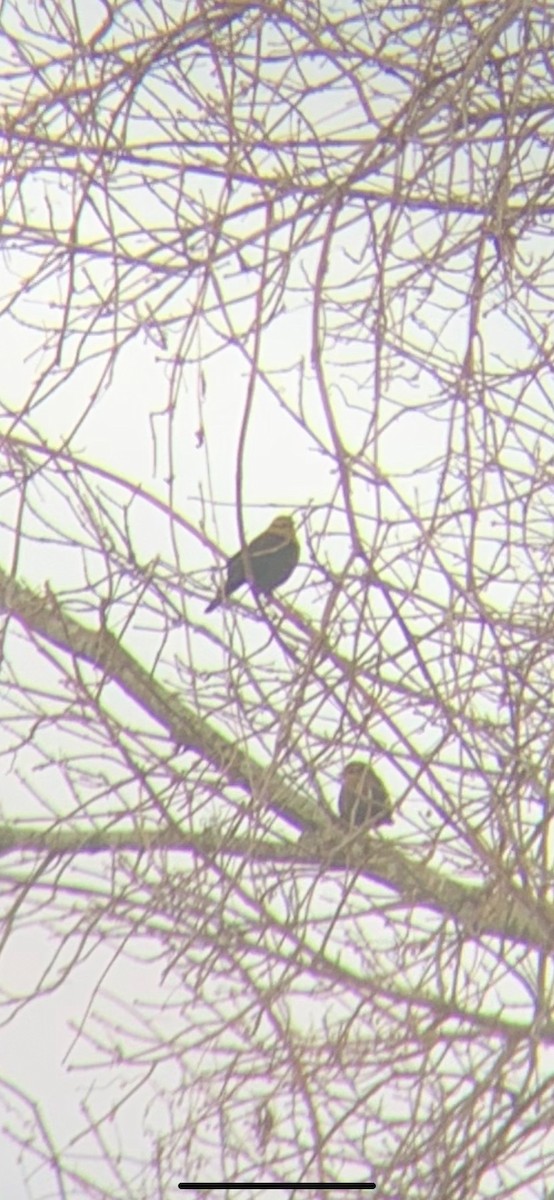 Rusty Blackbird - ML515513271