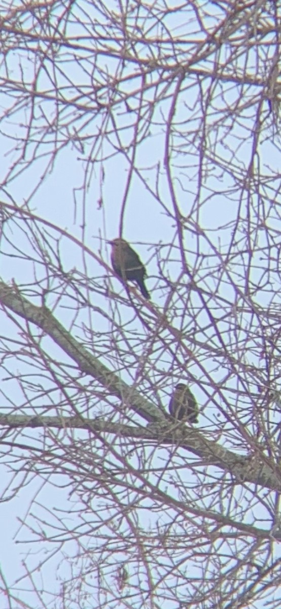 Rusty Blackbird - ML515513281
