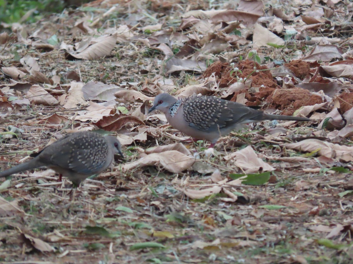 珠頸斑鳩 - ML515513581