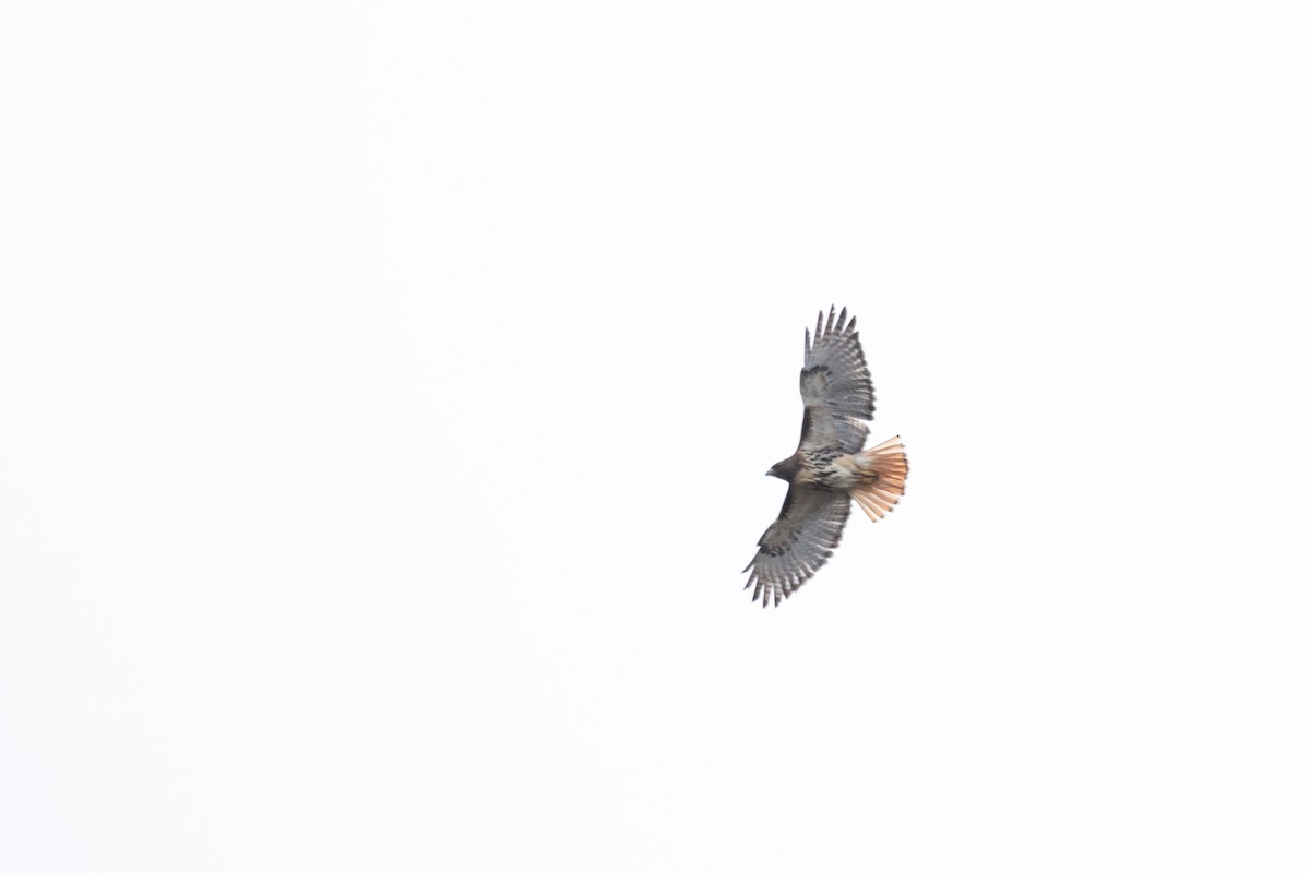 Red-tailed Hawk (abieticola) - ML515513721