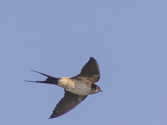 Red-rumped Swallow - David Chang