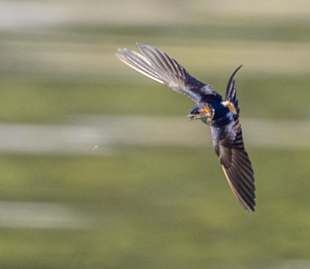 Red-rumped Swallow - David Chang