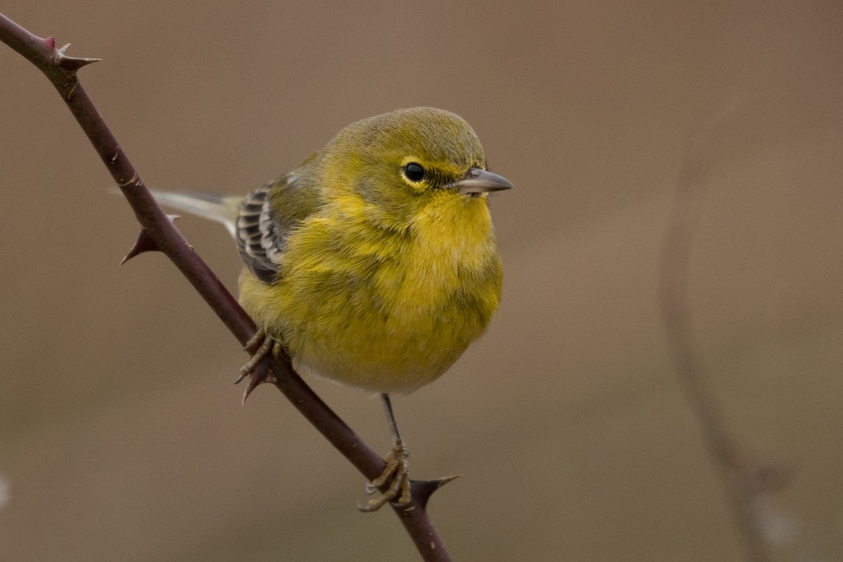 Pine Warbler - ML515516781