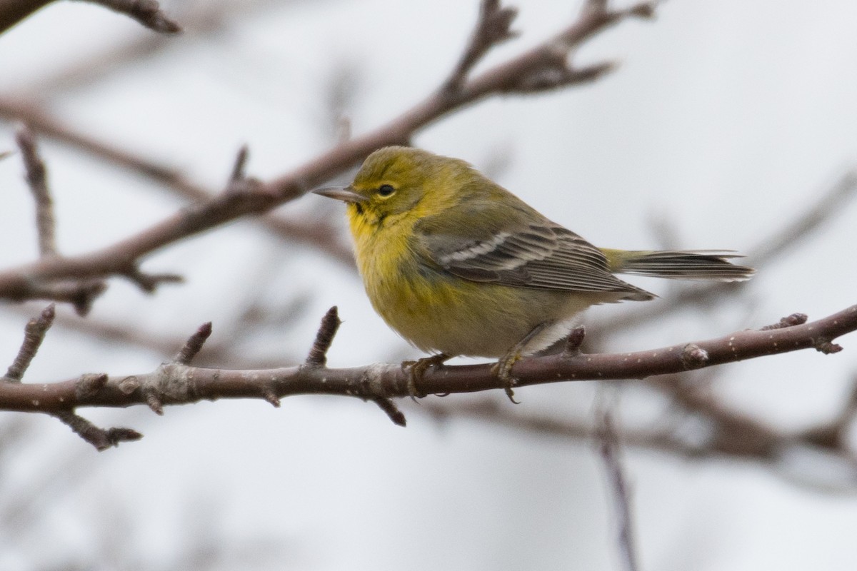 Pine Warbler - ML515516791