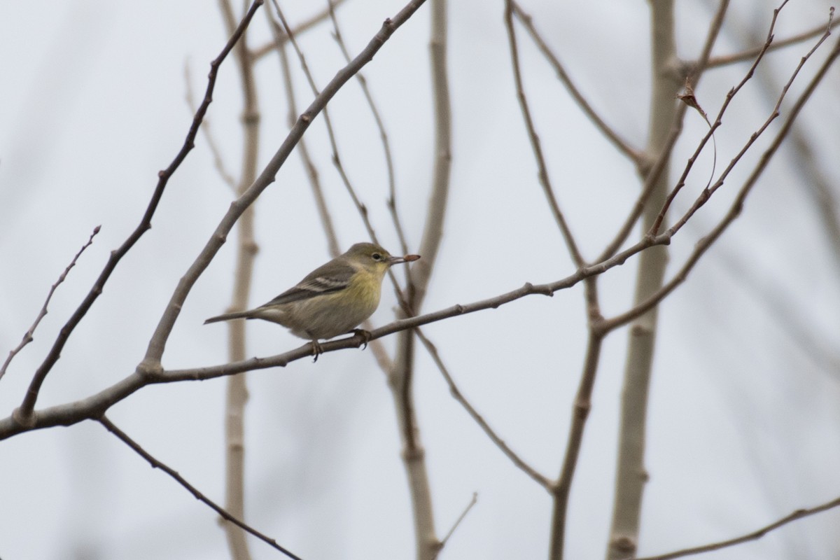 Pine Warbler - ML515516801