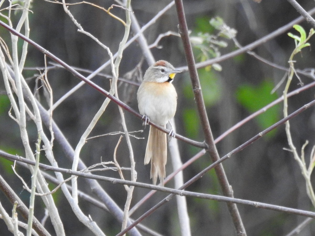 Chotoy Spinetail - ML515517031