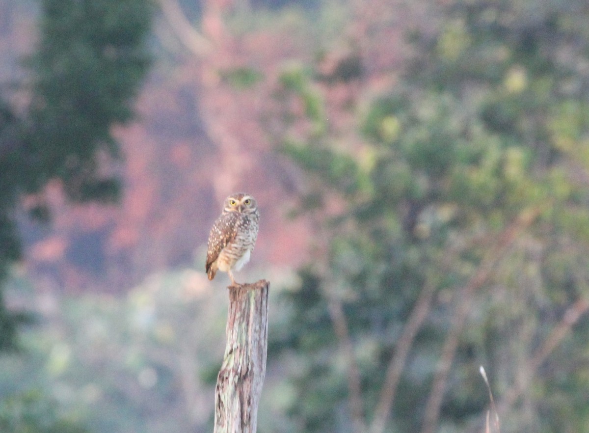 Burrowing Owl - ML515517401