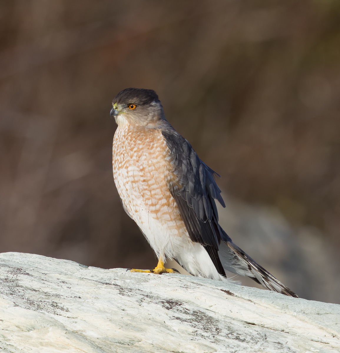 Cooper's Hawk - ML515518081