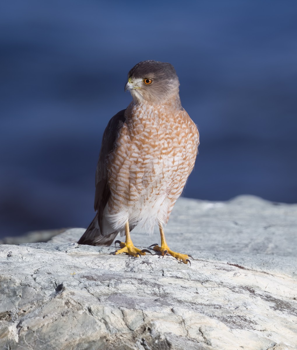 Cooper's Hawk - ML515518091