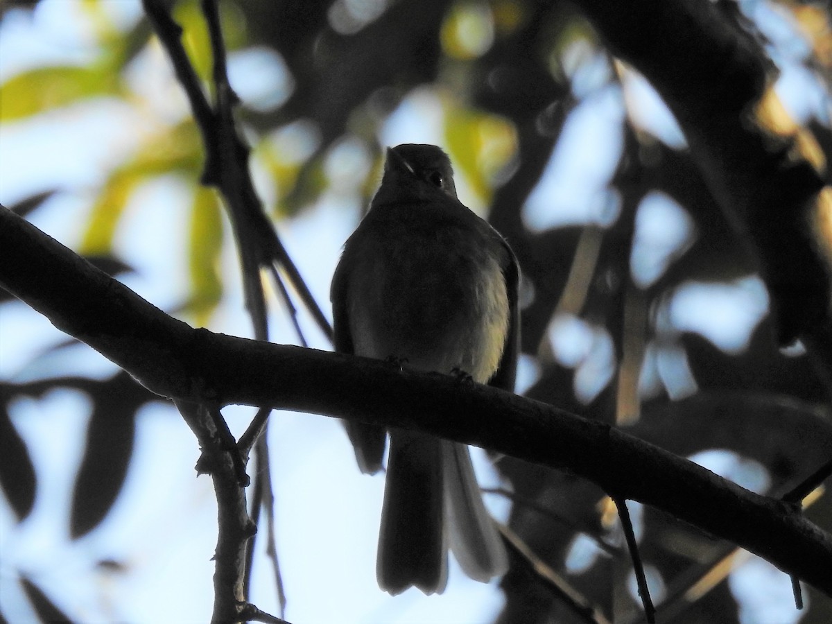 Euler's Flycatcher - Patricio Ramírez Llorens