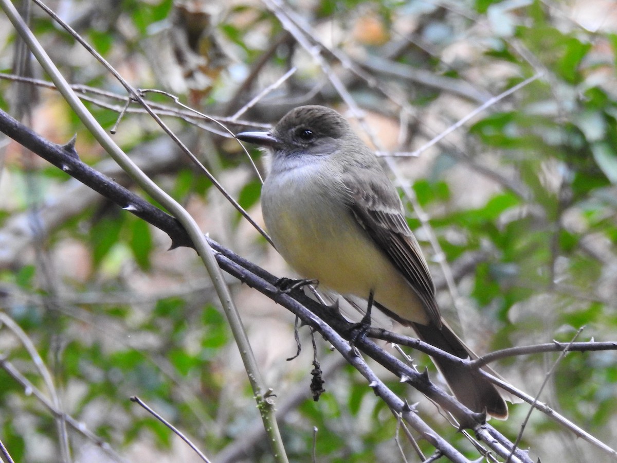 Short-crested Flycatcher - ML515518741