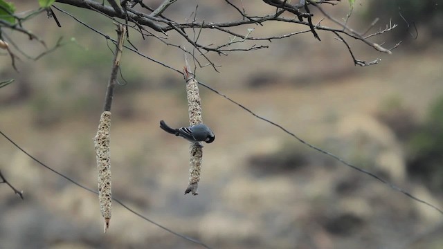 Cinereous Tit - ML515519