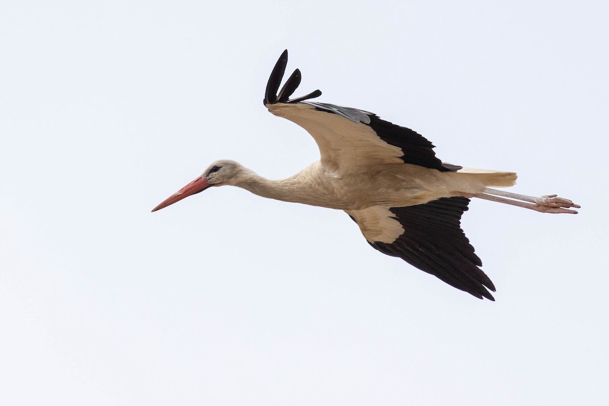 White Stork - Harald Dahlby